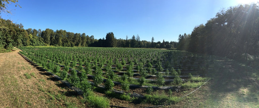 Field of hemp plants for CBD