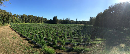 Field of hemp plants for CBD