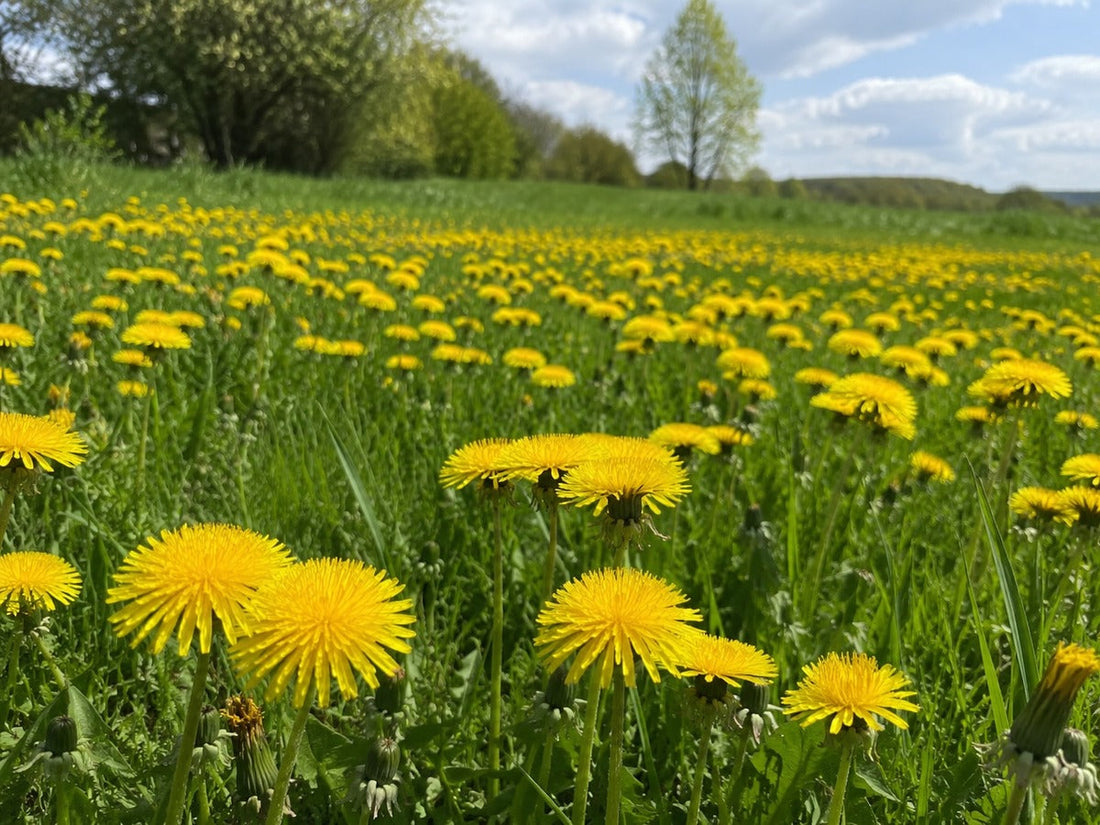 Herbs in Focus: Dandelion
