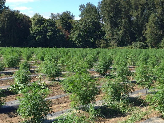 From Field to Formula: How CBD Oil Is Made (and Why It Matters)