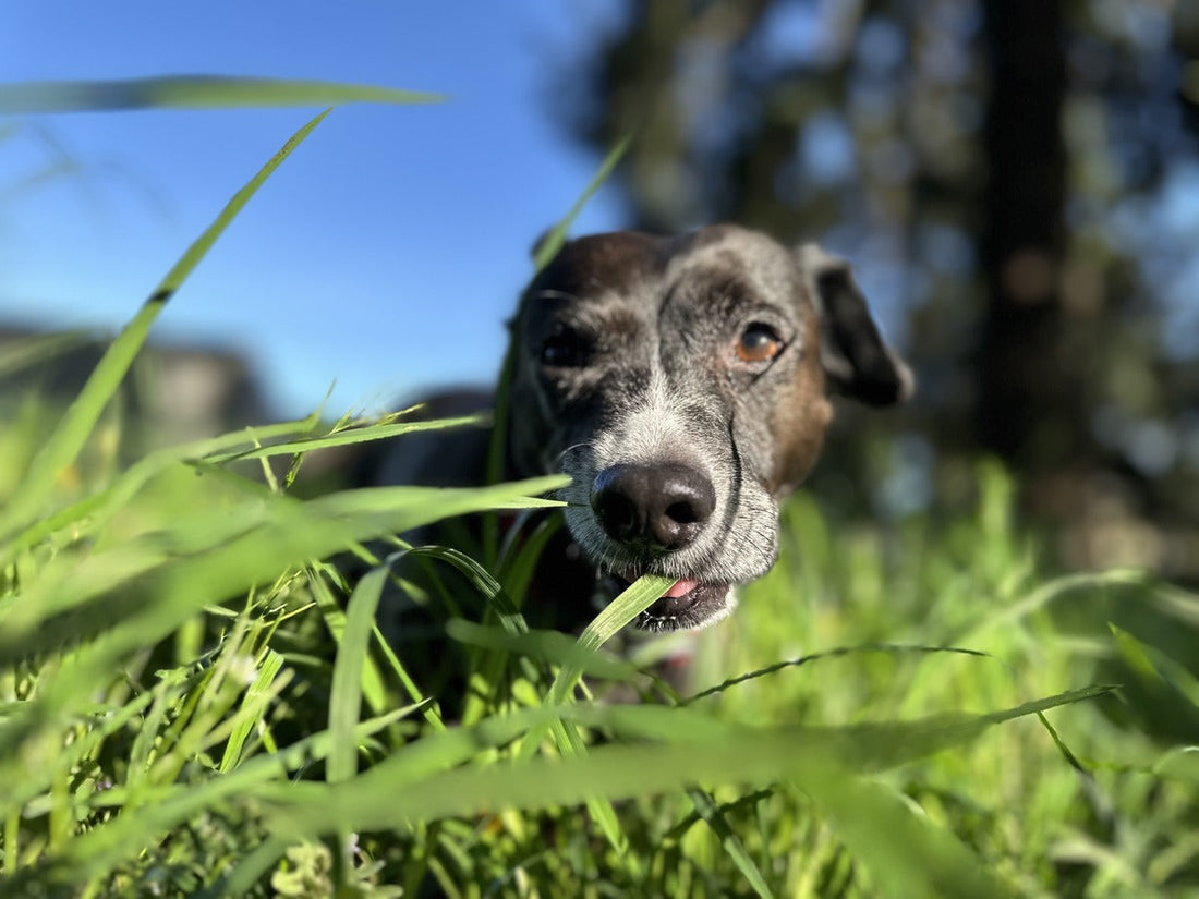 Close up of black dog in a field