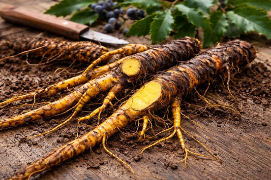 Oregon grape root