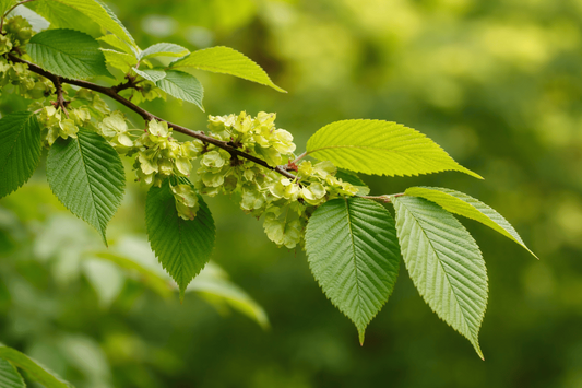 Slippery Elm Tree