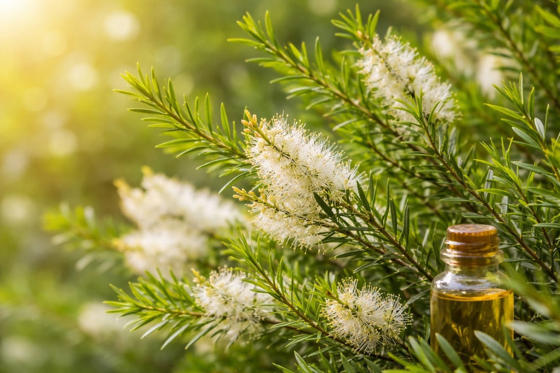 Herb in Focus: Tea Tree